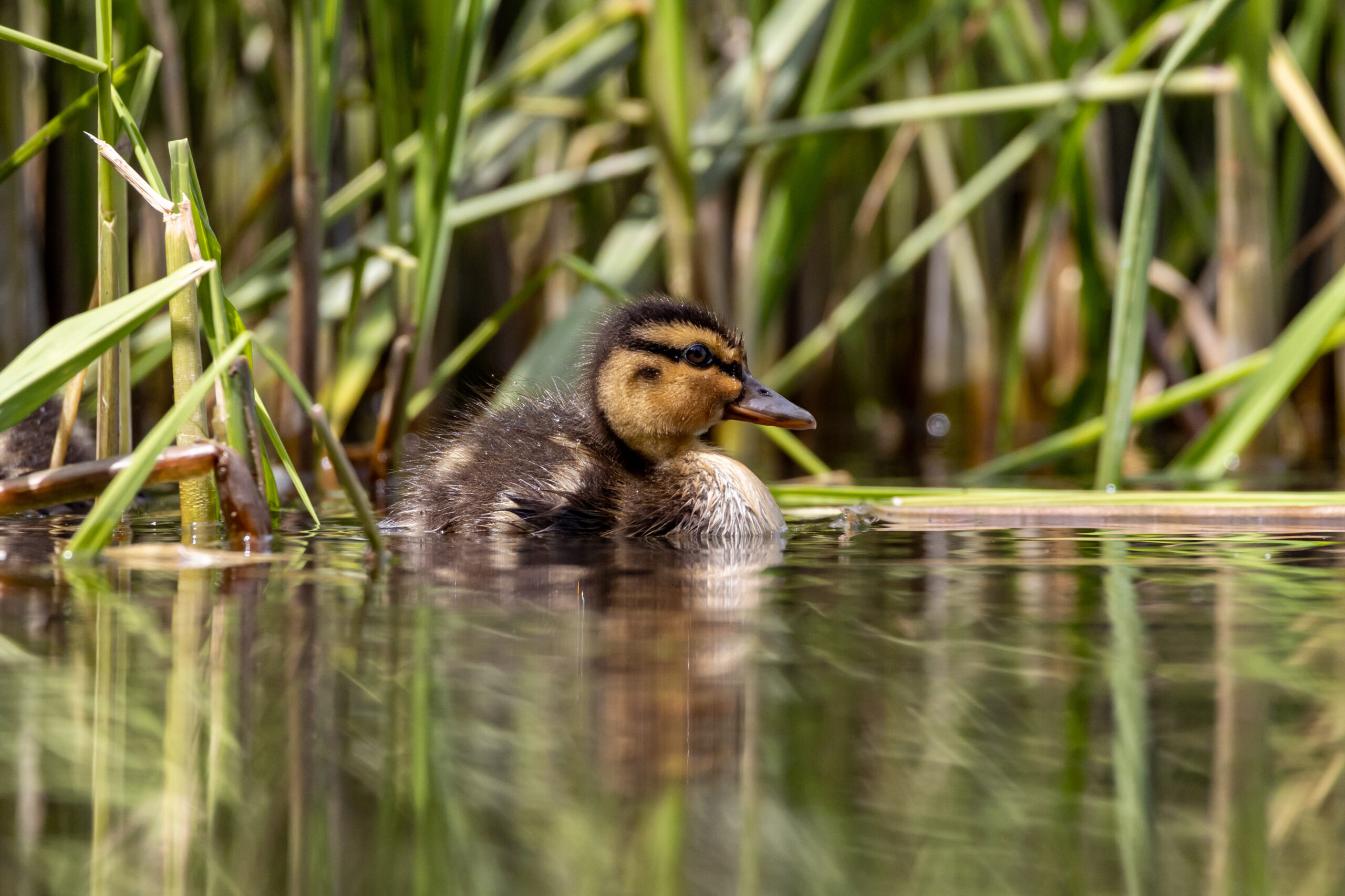 Tierfotografie in freier Natur – JaKe Fotografie